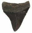 Serrated, Fossil Megalodon Tooth - Georgia #51024-1
